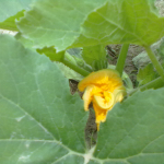 Un fiore di zucchina fa capolino tra le foglie